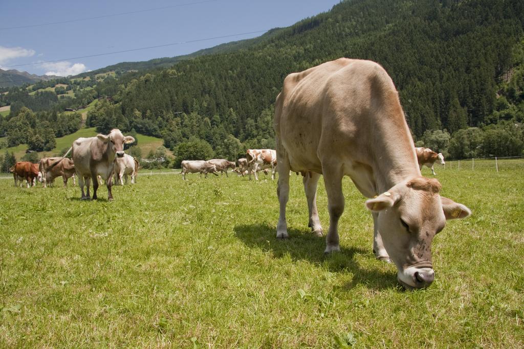 Appartamento Martlerhof Aschau Im Zillertal Esterno foto