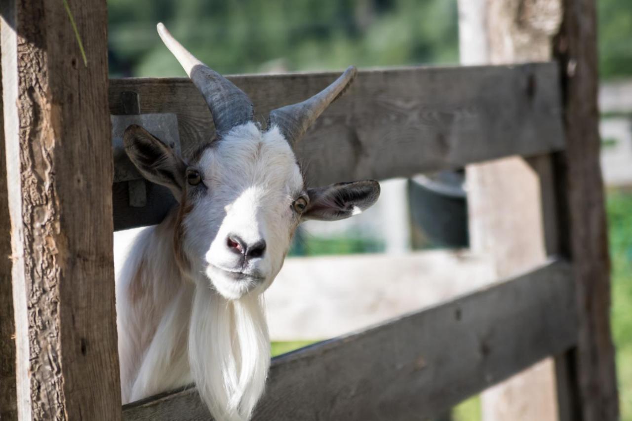 Appartamento Martlerhof Aschau Im Zillertal Esterno foto